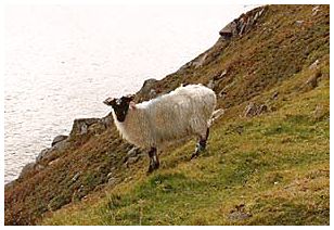 Irisches Schaf am Abgrund